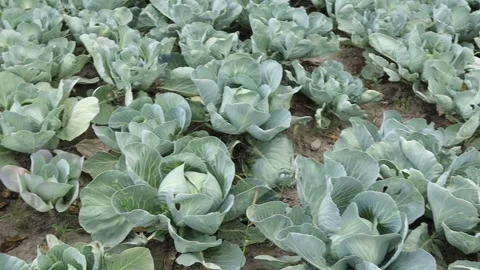 Cabbage plants growing in a field during the day Vidéo 344401420
