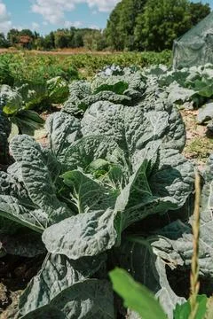 Cabbage Plants Growing in Sunny Vegetable Garden Фото