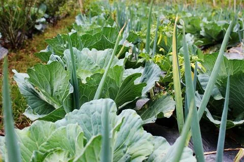 Cabbage plants grown close to spring onions. Diversified farming concept Stock Photos