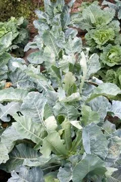 Cabbage plants Stock Photos