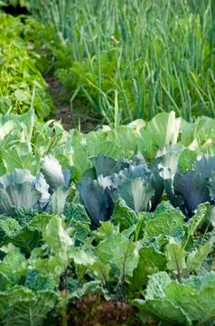 Cabbage plants Stock Photos