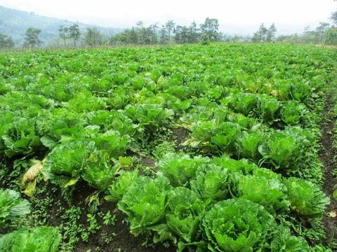 Cabbage plants Foto stock