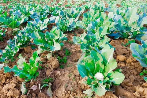 Cabbage plants planted in rows in farm with excavated soil ready to harvest Stock Photos
