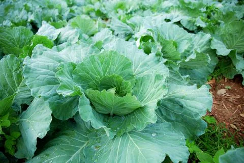 Cabbage on plot. 스톡 사진