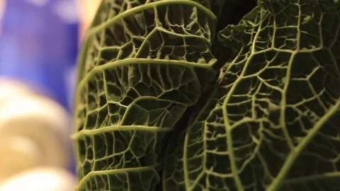Cabbage raw Stock Footage 75382205