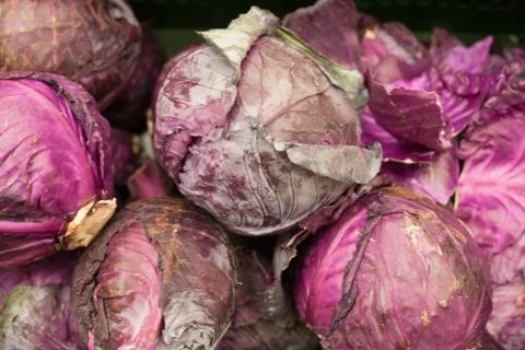Cabbage red background Foto stock