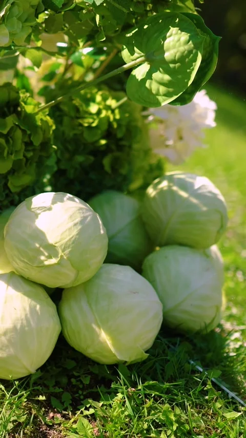 A cabbage resting on fresh green grass, symbolizing new life, birth, growth Stock-Footage 346067751