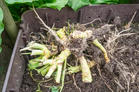 Cabbage rhizomes Foto stock