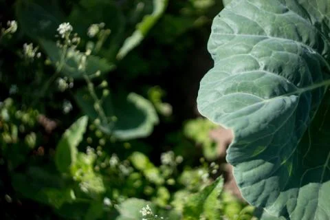 Cabbage roach grows in the garden Stock-Fotos