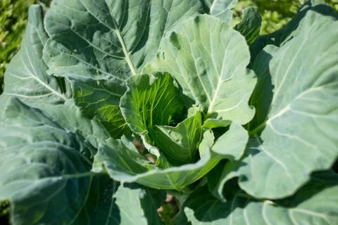 Cabbage roach grows in the garden Stock Photos