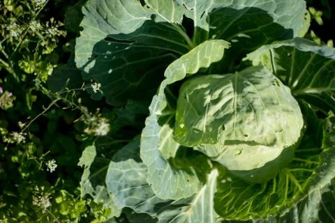 Cabbage roach grows in the garden Stock Photos