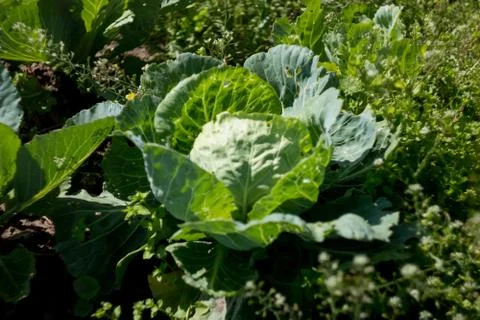Cabbage roach grows in the garden Stock Photos