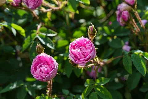 Cabbage rose Rosa centifolia Stockfoto's