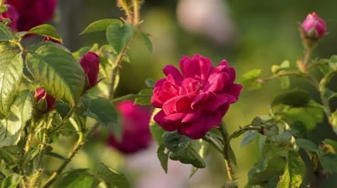 Cabbage rose (Rosa x centifolia 'Muscosa') Stock Footage 18079489