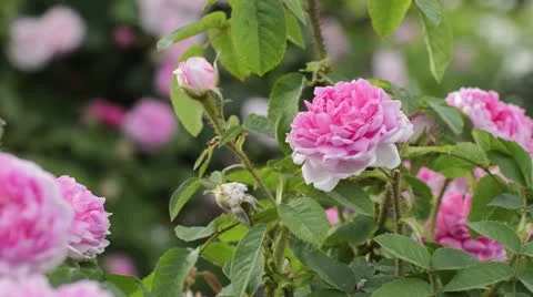 Cabbage rose (Rosa x centifolia 'Catherine de Wurttemberg') Stock Footage 18079510