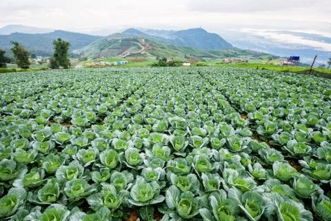 Cabbage rows in cultivation plot Stock Photos