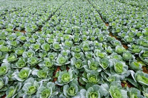 Cabbage rows in cultivation plot Stock Photos