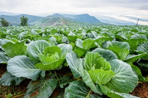 Cabbage rows in cultivation plot Foto stock