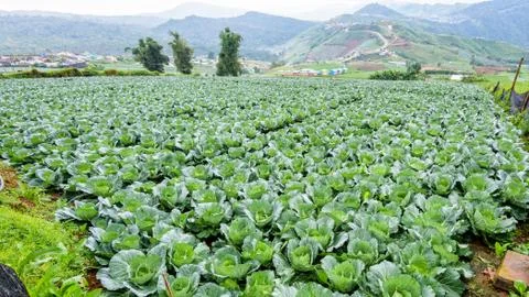 Cabbage rows in cultivation plot Foto stock