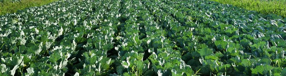 Cabbage rows on the field Stock Photos