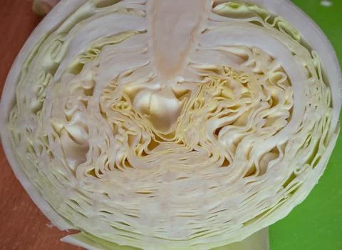 Cabbage in a section.Cut cabbage. Stock Photos