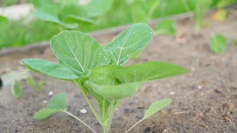 Cabbage seedling being treated with a solution against pests, close-up Stock Footage 310559363