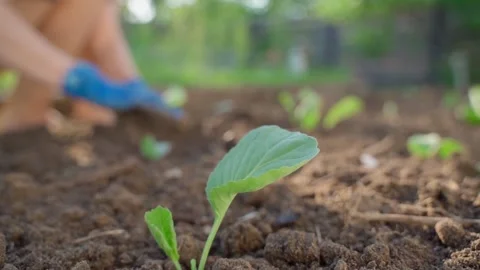Cabbage seedling growing in soil with gardener in blue gloves planting in 库存影片 339417985