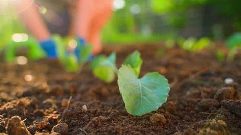 Cabbage seedling planted in soil with gardener in blue gloves working in Stockbeeldmateriaal 337866417