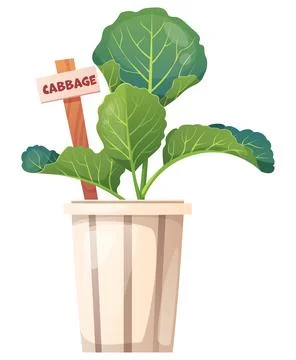 Cabbage Seedling in Pot with Label Sign. Spring Vegetable Planting Concept,.. Stock Illustration