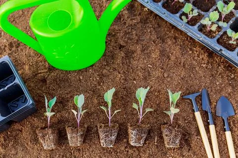Cabbage seedlings and garden tools and watering can on a background of peat. Stock Photos