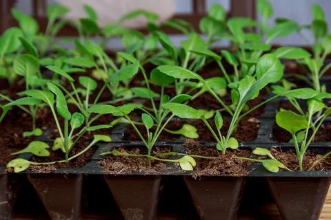 Cabbage seedlings on a background of green cabbage leaves. Seedlings are grow Stock Photos