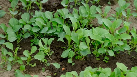 Cabbage seedlings in the garden. Selective focus. Stock Footage 257212205
