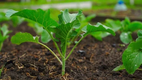 Cabbage seedlings growing close-up on a vegetable garden bed, smooth camera Stock Footage 310558399