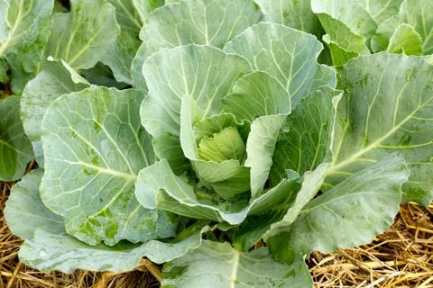 Cabbage seedlings Stock Photos