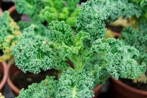 Cabbage seedlings Stock Photos