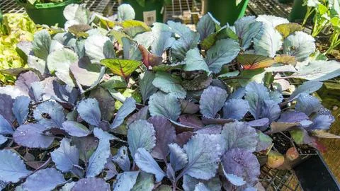 Cabbage from seedlings ready to plant Stock Photos