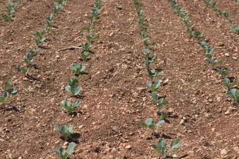 Cabbage seedlings in rows planted into brown soil. Фото