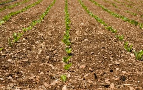 Cabbage seedlings in rows planted into brown soil. Foto stock