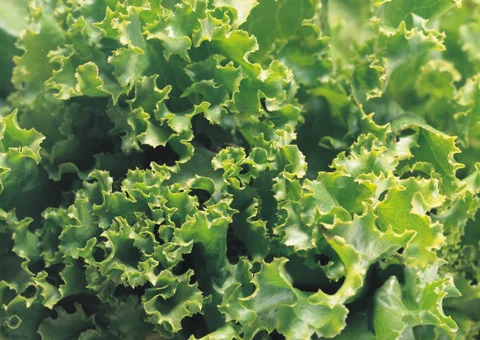 Cabbage sheet Stock Photos