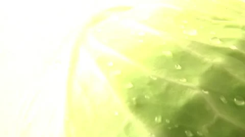 Cabbage. slider Vidéo 10036140