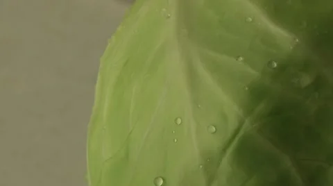 Cabbage. slider Stock Footage 10036472