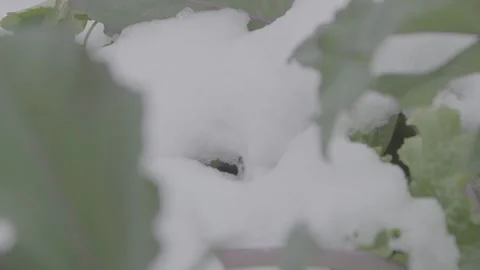 Cabbage in a snowy garden 13 Video stock 317845118