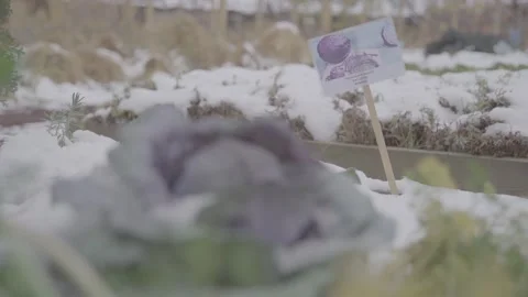 Cabbage in a snowy garden 20 Video stock 317845232