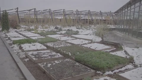 Cabbage in a snowy garden 21 Stock Footage 317845225