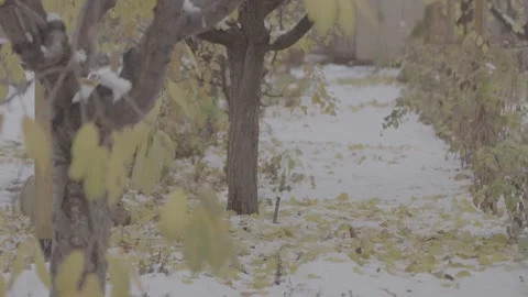 Cabbage in a snowy garden 23 Stock-Footage 317845290
