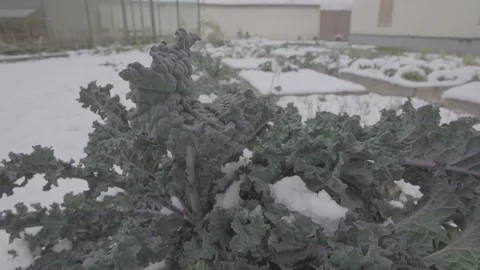 Cabbage in a snowy garden 5 Stock Footage 317845062