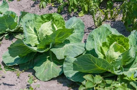 Cabbage on soil Foto stock