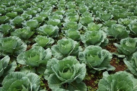 Cabbage standing field Stock Photos