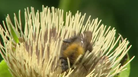 Cabbage thistle, Cirsium oleraceum + bee - close up. Stock Footage 22393039