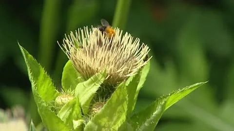 Cabbage thistle, Cirsium oleraceum + bees Stock Footage 22392643